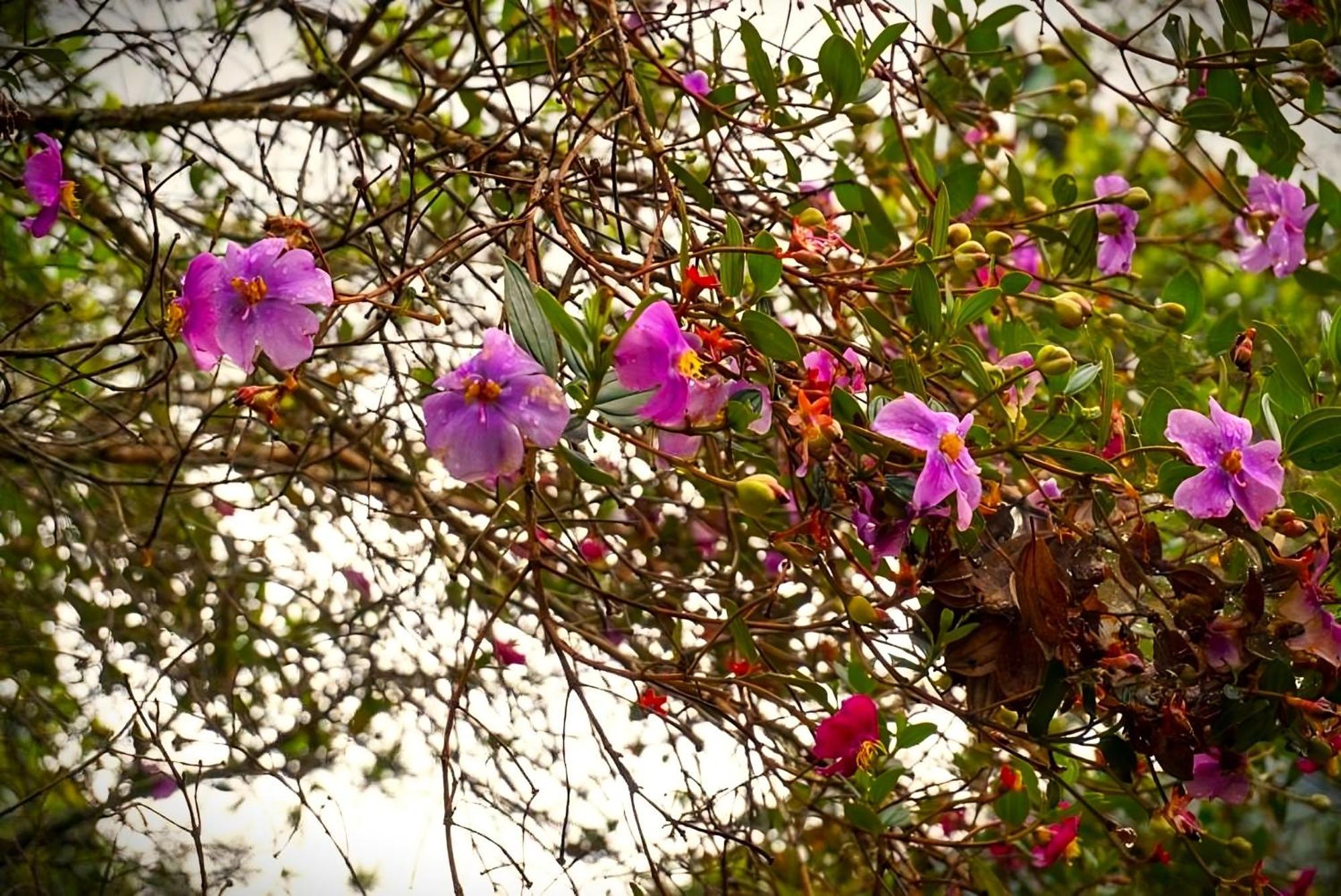 Encanto Minicasitas En Medio De La Naturaleza سانتا إيلينا المظهر الخارجي الصورة